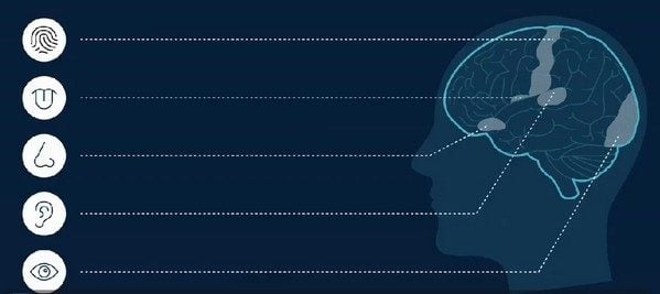 La réalité est avant tout une question de signaux électriques;