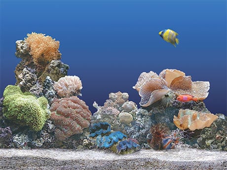 Capture d'écran Marine Aquarium