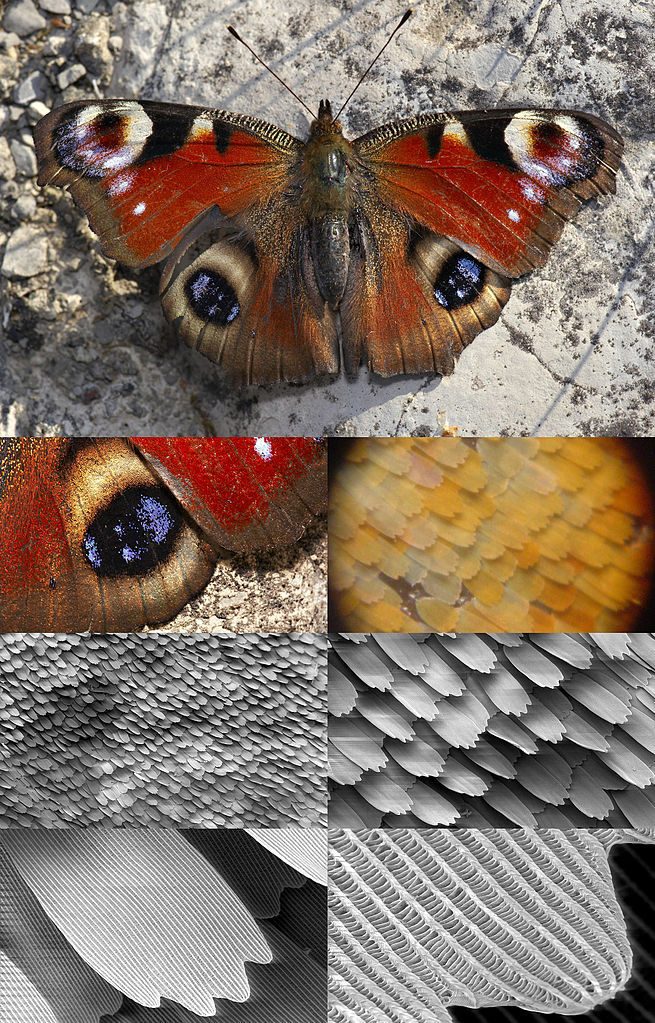Des effets naturels d'irisation.