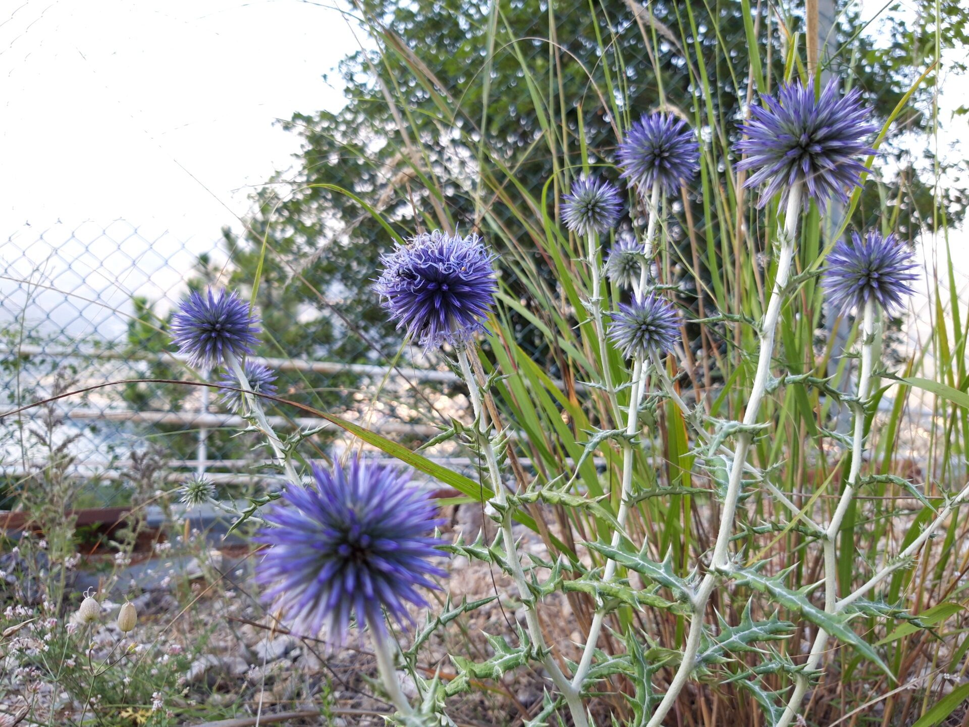 Samsung Galaxy A6 2018