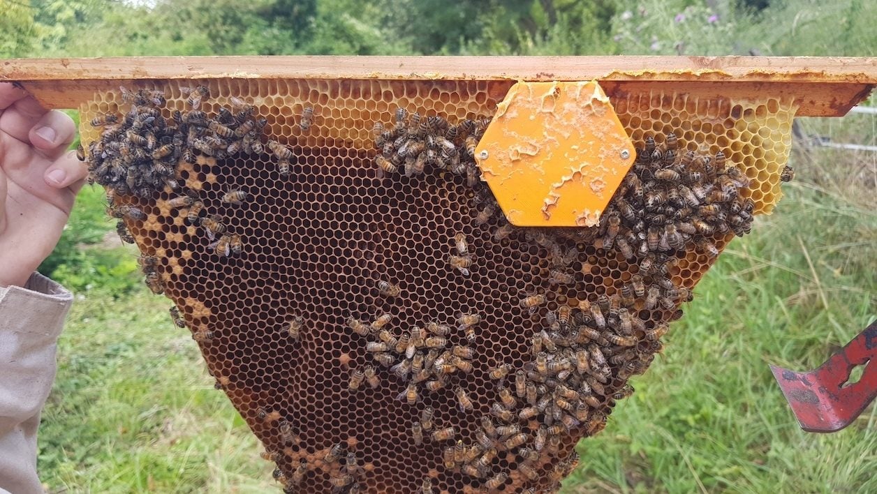 8bis - LeadBees - Capteur sur ruche kényane.jpg