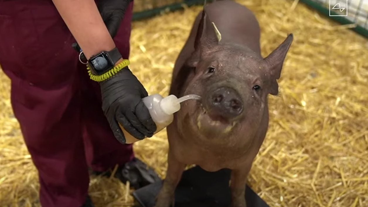 La truie Gertrude qui porte Neuralink depuis deux mois.