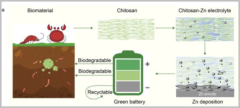 Batterie chitosane/zinc