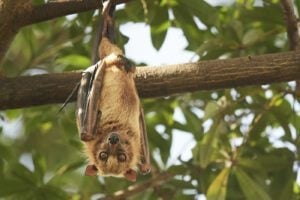 google traduction animaux