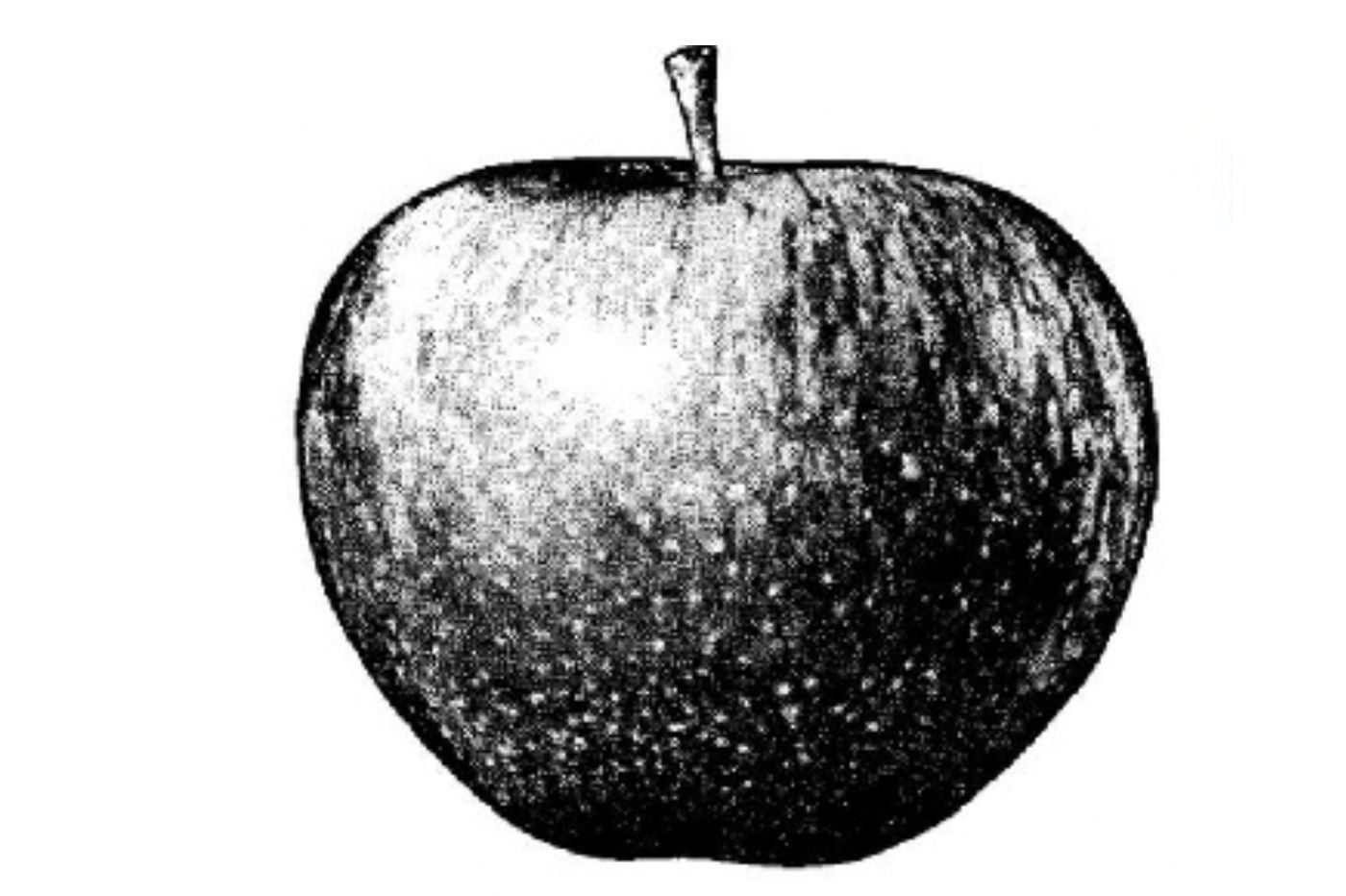 Pomme Apple 