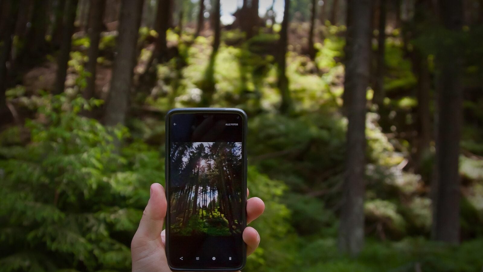 Top des applications pour identifier et reconnaitre des plantes