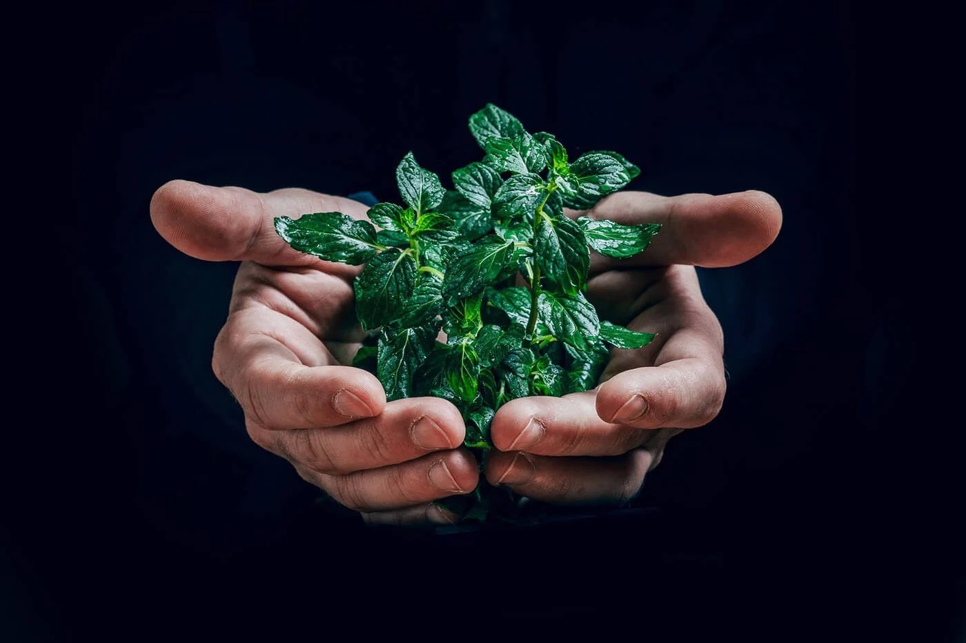 Hebergement Web Ecologique