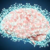 Cerveau, neurones et bits