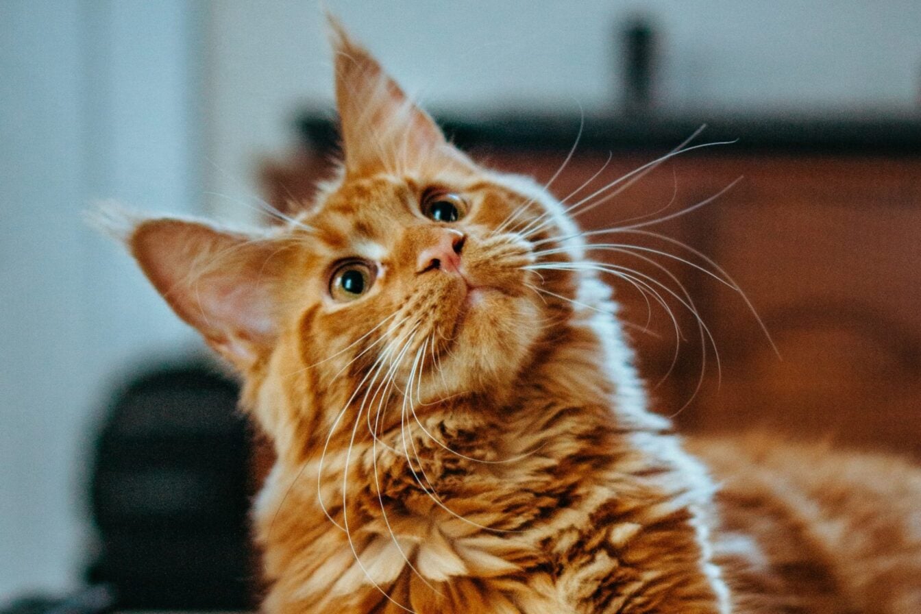 Chat