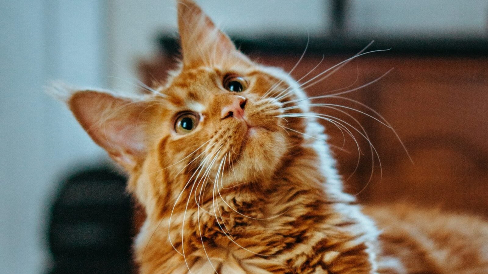 Peki ya köpekleri ve kedileri tercüme edebilseydik? Bu şirketler hayvanlar için bir tercüman geliştiriyor