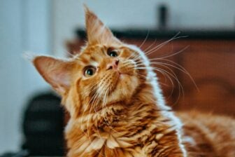 Chat