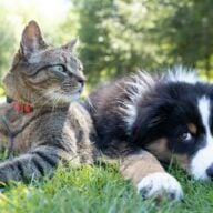 Un chien et un chat couchés côte à côte