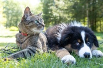 Un chien et un chat couchés côte à côte